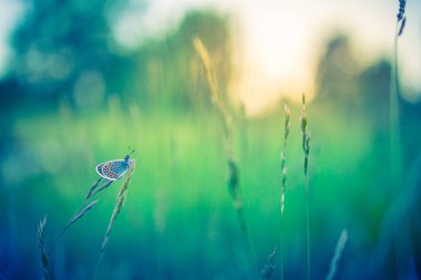 Bulanık bir yaz tarlasında çimenlerin üzerinde oturan güzel kelebek.