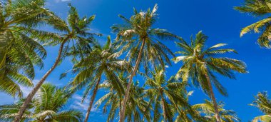 Mavi gökyüzüne karşı palmiye ağaçları