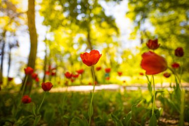 Bahçedeki güzel kırmızı laleler 