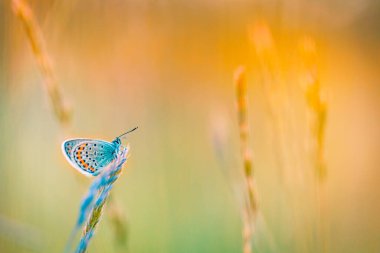 Bulanık bir yaz tarlasında çimenlerin üzerinde oturan güzel kelebek.