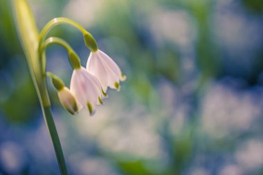Ormandaki güzel beyaz çiçekler, yakın görüş.