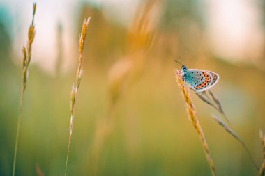 Bulanık bir yaz tarlasında çimenlerin üzerinde oturan güzel kelebek.