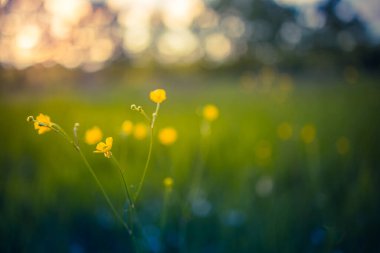 Güzel sarı kır çiçekleri yaz tarlasında