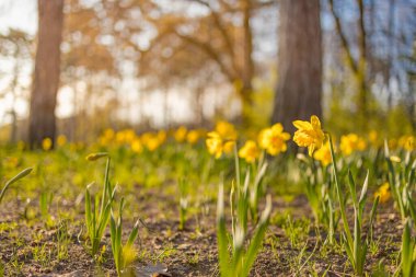 Ormanda sarı narsisli çiçekler