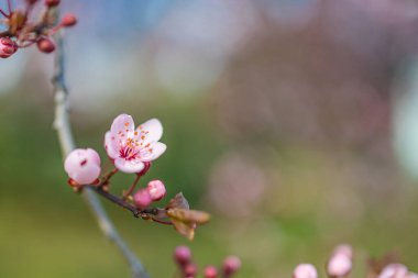 Bahçedeki güzel pembe kiraz çiçekleri