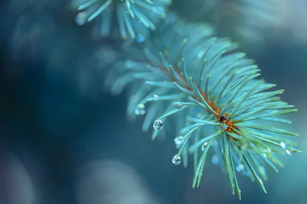 Green Fir Branch Blurred Background — Stock Photo, Image