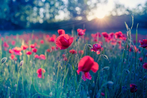 Hermosas Flores Amapola Roja Campo Verano — Foto de Stock