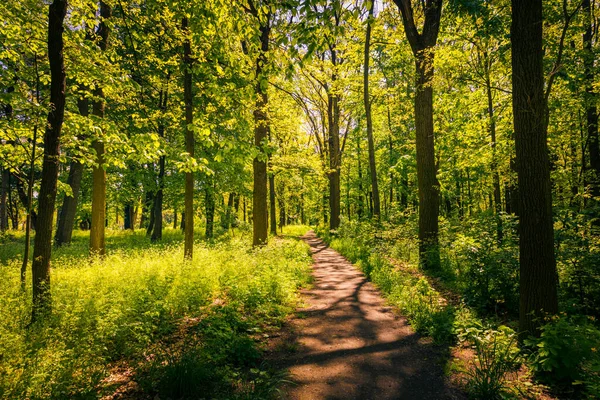 Красивый Летний Пейзаж Зелеными Деревьями Лесу — стоковое фото