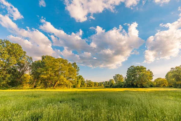 Прекрасний Літній Пейзаж Деревами Зеленою Травою — стокове фото