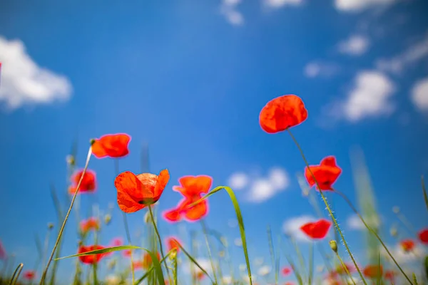 Belles Fleurs Pavot Rouge Dans Champ Été — Photo