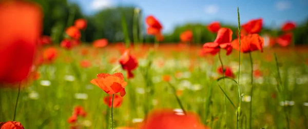 Belles Fleurs Pavot Rouge Dans Champ Été — Photo