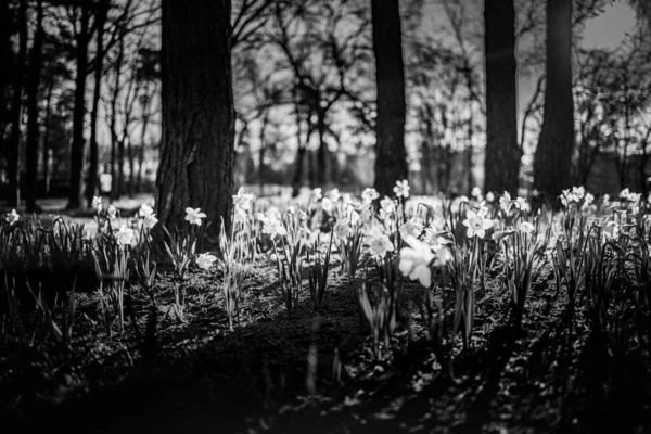 Narcissus Flowers Forest Black White Image — Stock Photo, Image