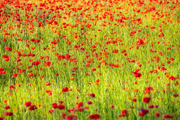 Schöne Rote Mohnblumen Sommerfeld — Stockfoto