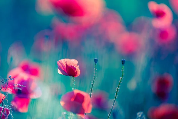 Hermosas Flores Amapola Roja Campo Verano — Foto de Stock