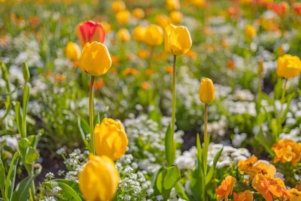 Krásné Žluté Tulipány Květiny Zahradě — Stock fotografie