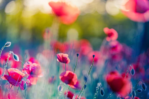 Schöne Rote Mohnblumen Sommerfeld — Stockfoto