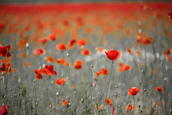 Hermosas Flores Amapola Roja Campo Verano — Foto de Stock