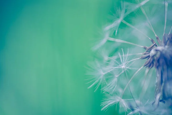 Dandelion Seeds Green Background — Stock Photo, Image