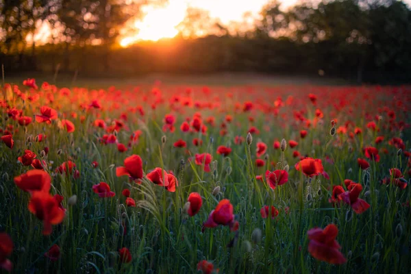 Krásný Červený Mák Květiny Letním Poli — Stock fotografie