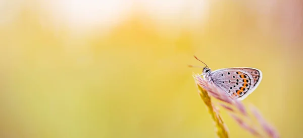 Gyönyörű Pillangó Szár Háttér Elmosódott Nyári Mező — Stock Fotó