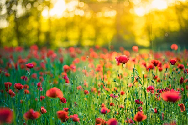 Belas Flores Papoula Vermelha Campo Verão — Fotografia de Stock