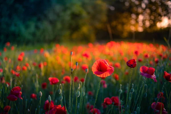 Hermosas Flores Amapola Roja Campo Verano — Foto de Stock