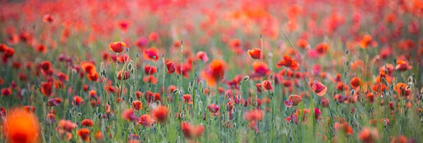 Красивые Красные Цветы Мака Летнем Поле — стоковое фото