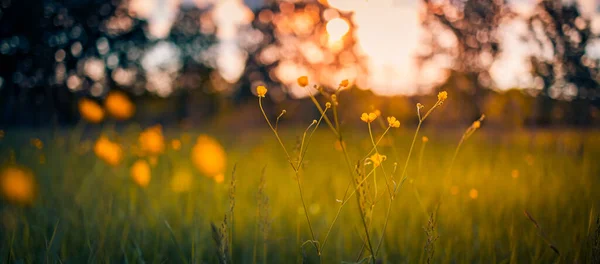 Belas Flores Silvestres Amarelas Campo Verão — Fotografia de Stock
