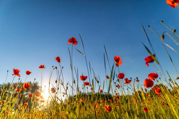 Krásný Červený Mák Květiny Letním Poli — Stock fotografie