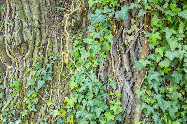 Grüner Efeu Wächst Baum — Stockfoto