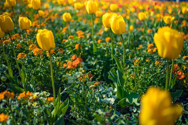 Belas Flores Tulipa Amarela Jardim — Fotografia de Stock