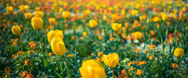 Belles Fleurs Tulipes Jaunes Dans Jardin — Photo