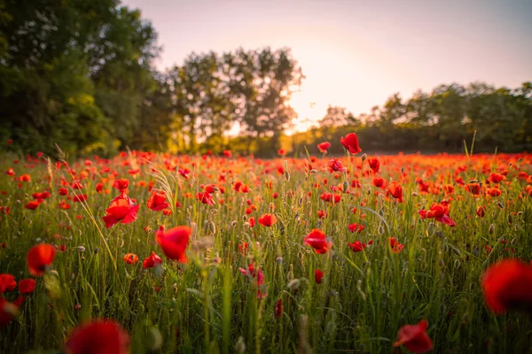 Krásný Červený Mák Květiny Letním Poli — Stock fotografie