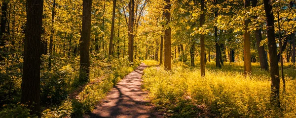 Красивый Летний Пейзаж Зелеными Деревьями Лесу — стоковое фото