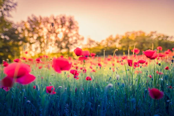 Krásný Červený Mák Květiny Letním Poli — Stock fotografie