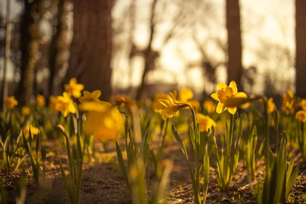 森の中の黄色いナルシスの花 — ストック写真