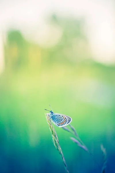 Beautiful Butterfly Sitting Grass Stem Background Blurred Summer Field — Stock Photo, Image