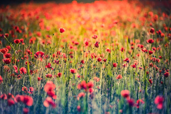 Schöne Rote Mohnblumen Sommerfeld — Stockfoto