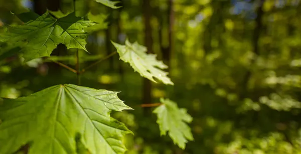 Πράσινα Φύλλα Στο Δάσος Κοντινή Θέα — Φωτογραφία Αρχείου
