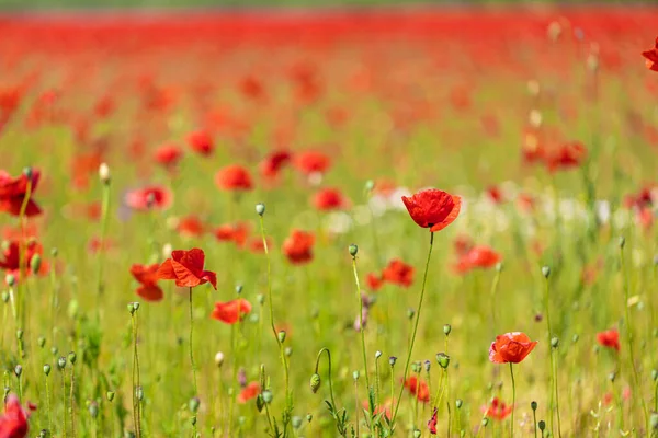 Belas Flores Papoula Vermelha Campo Verão — Fotografia de Stock