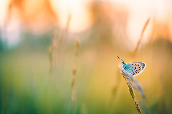 Красивий Метелик Сидить Стеблі Тлі Розмитого Літнього Поля — стокове фото