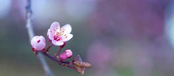 Όμορφα Ροζ Άνθη Κερασιάς Στον Κήπο — Φωτογραφία Αρχείου