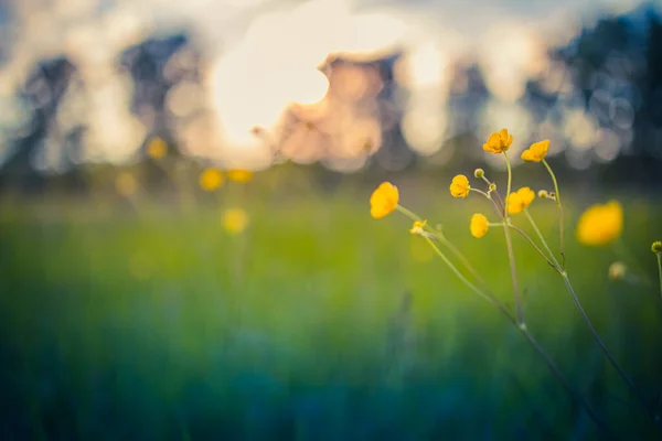 Hermosas Flores Silvestres Amarillas Campo Verano —  Fotos de Stock