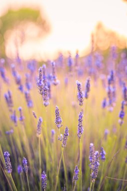 Uzun lavanta çiçekleri sığ bir tarla derinliğine sahiptir..