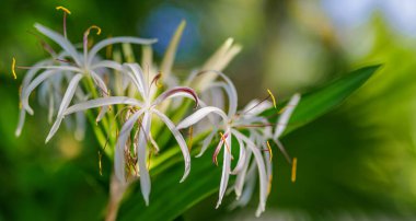 Beyaz örümceğe benzeyen tropikal çiçekler, uzun, narin yapraklar ve bir bahçede belirgin pullar..
