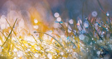 Çiğ damlalarıyla kaplanmış çimen bıçaklarının yakın çekimi dramatik, renkli bokeh ve ışık