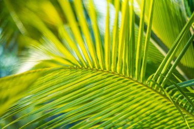 Parlak, sıcak güneş ışığıyla aydınlatılan parlak yeşil palmiye yapraklarına yakın çekim.