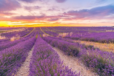 mor lavanta, parlak mavi gökyüzünün altında ince bulutlu kırsal alanlar.
