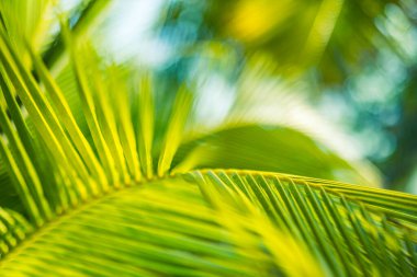 Ormanlarda egzotik bitki örtüsü. yemyeşil palmiye yaprakları.