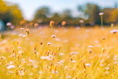 Rüya gibi bir yakın plan ince saplı küçük mavi ve mor çiçekleri yakalar. Yoğun, güneşten sırılsıklam olmuş altın sarısı otların üzerinde yükselirken son derece bulanık bir arka planı vardır..